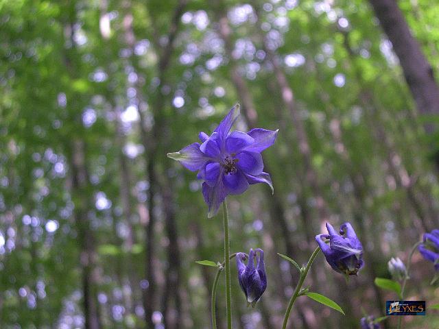 aquilegia  vulgaris.JPG